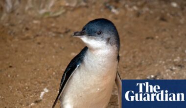 First Australian death of little penguin with H5 bird flu confirmed on Phillip Island | Bird flu