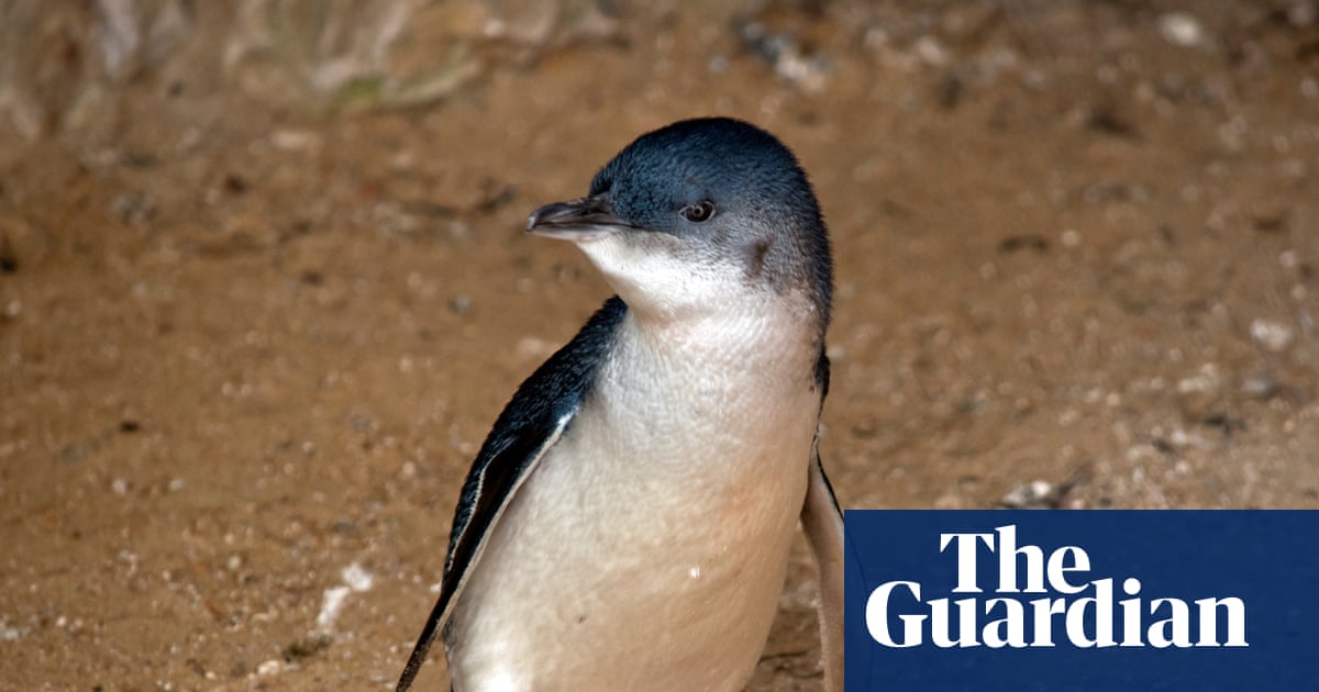 First Australian death of little penguin with H5 bird flu confirmed on Phillip Island | Bird flu