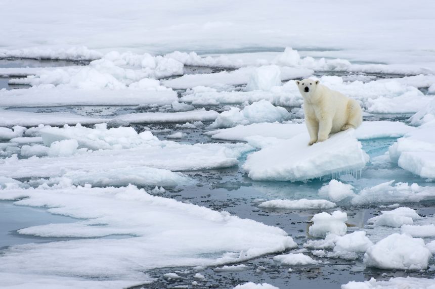 A polar bear on the pack ice north of Svalbard, Norway, on July 20, 2015