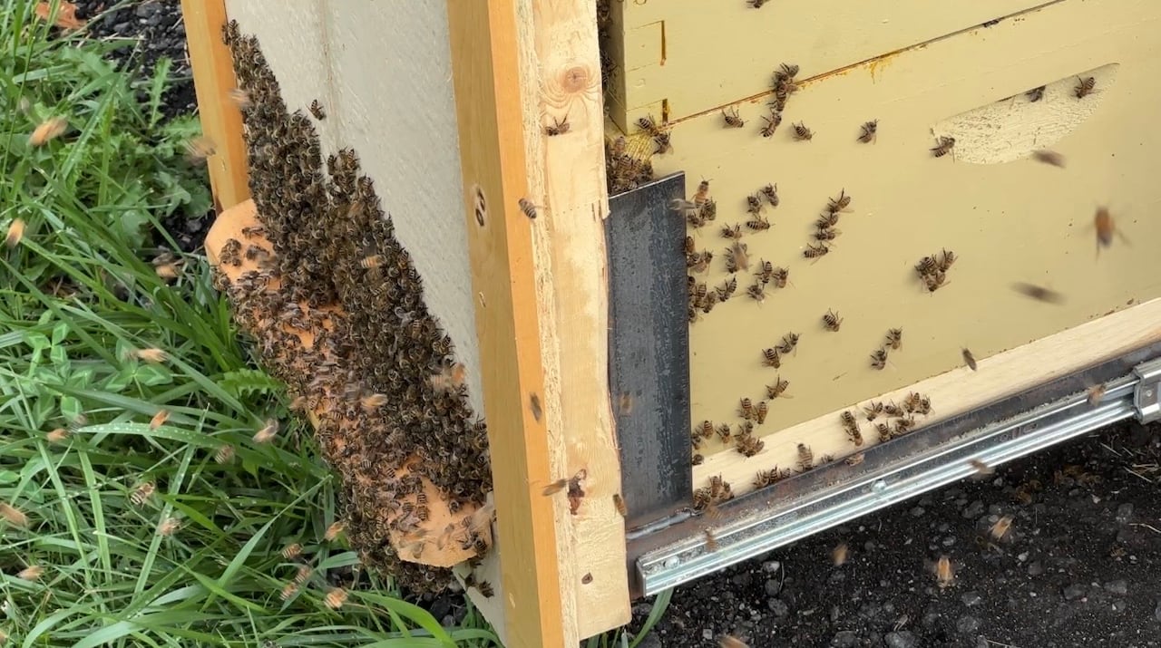 Bees in a drawer