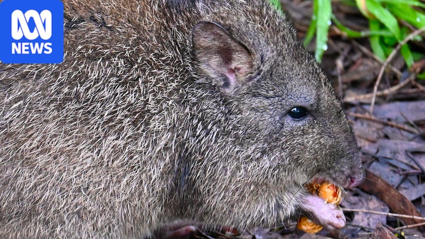 Ozzy the orphaned long-nosed potoroo loves his peanuts