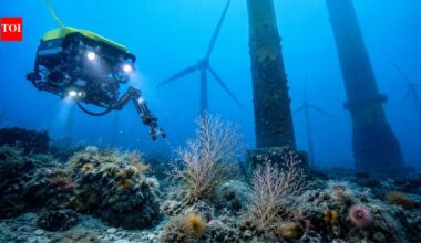 A robot explored the waters beneath 5 Scottish wind turbines and found 121 types of marine life, including possible young deep-water corals