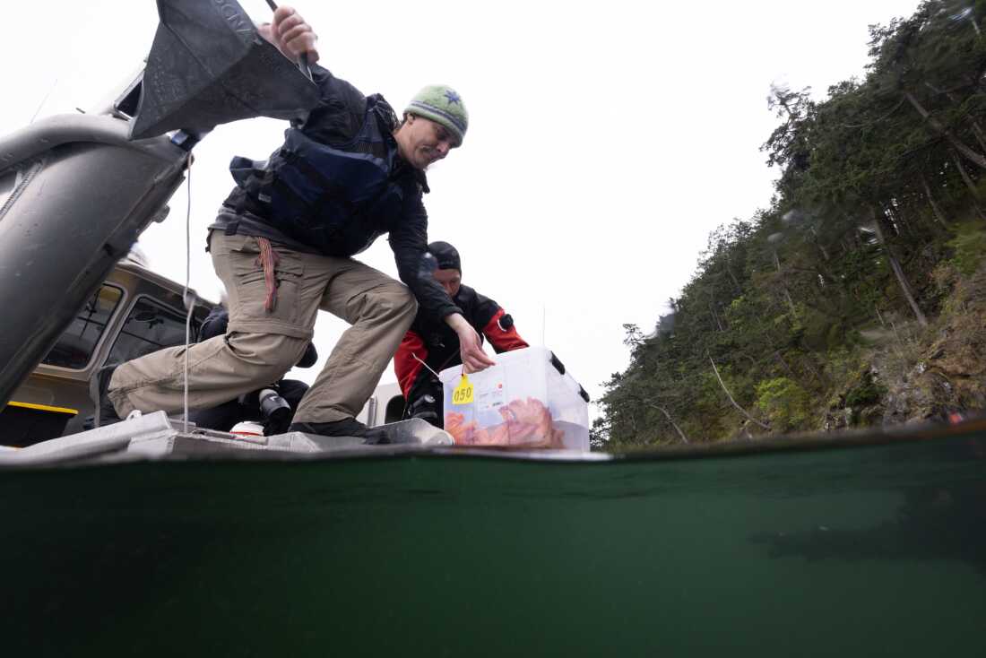 Jason Hodin and Scott McIntosh, a member of the Samish Indian Nation, lower a box of 3-year-old lab-reared sunflower sea stars into the sea at Decatur Island in the San Juans, Wash.