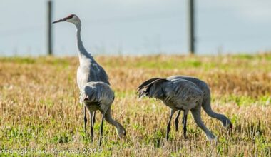 Sandhill cranes will be fair game for hunters in 2 Quebec regions, parts of Ontario this fall