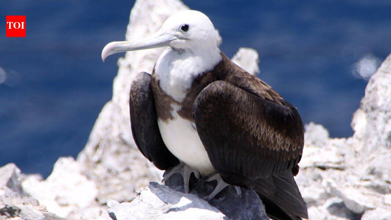 In 1815, cats arrived on Ascension Island; they drove huge seabird colonies away until conservationists launched a cat-eradication mission | World News