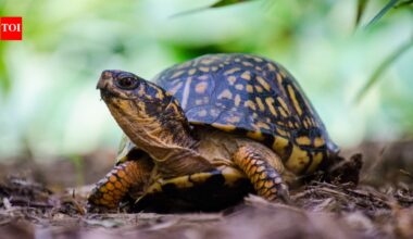 Smithsonian researchers used X-rays, plastic cups and 216-yard spools of thread to find wild turtle nests; predators raided 13 of 16