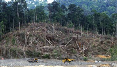 How to Prevent Biofuels from Causing Deforestation – Energy Institute Blog