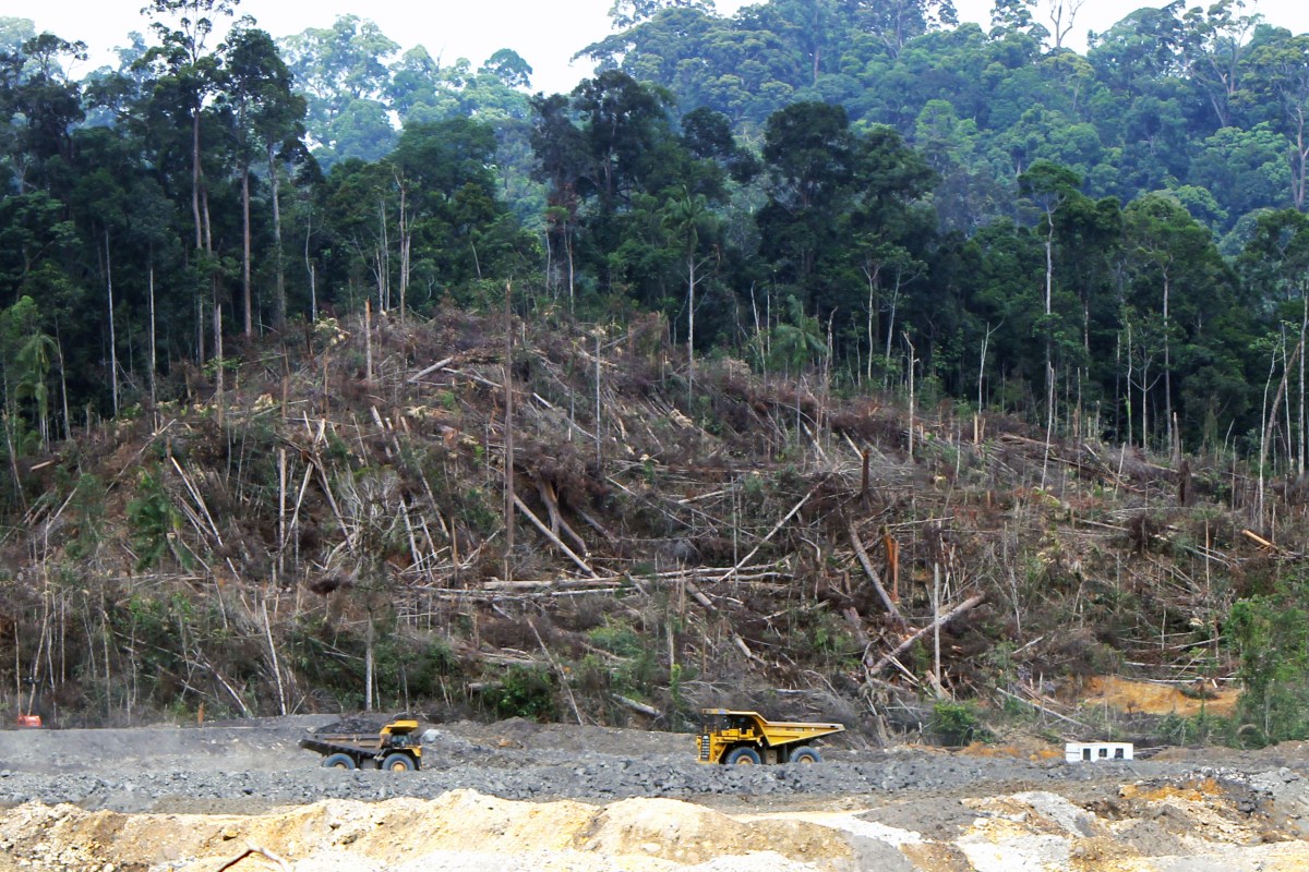 How to Prevent Biofuels from Causing Deforestation – Energy Institute Blog