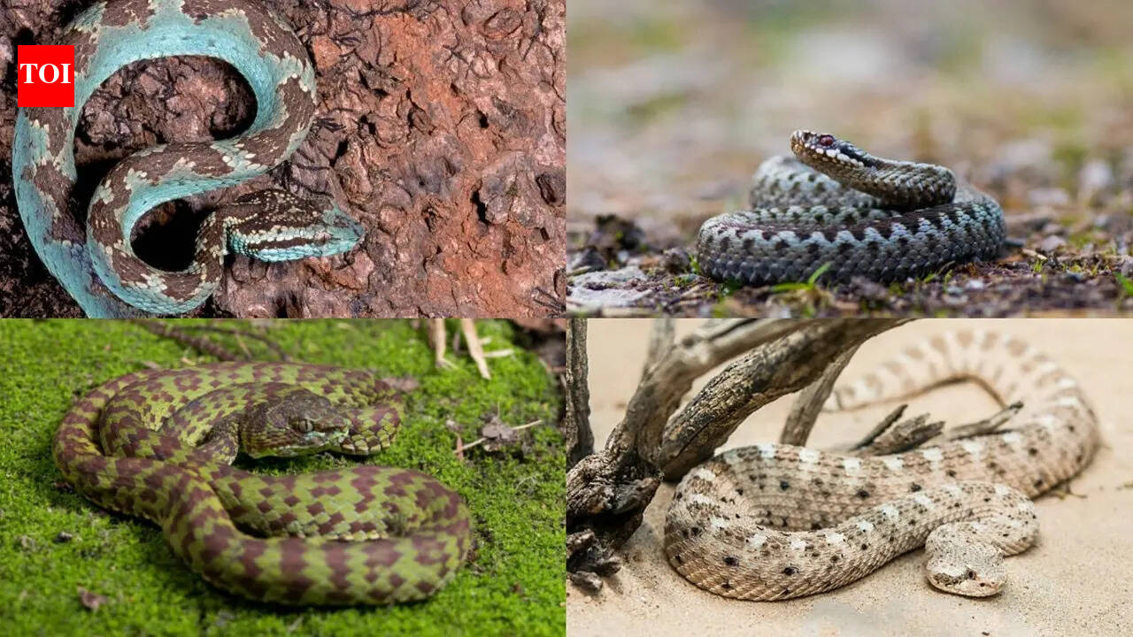 5 Snakes that thrive in extreme climates: Here's how they survive harsh weather conditions