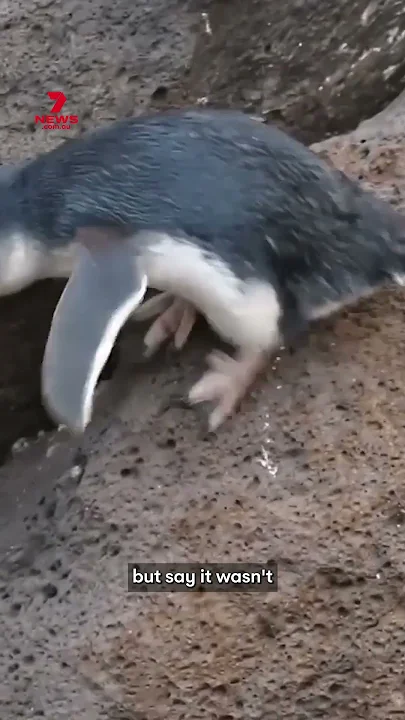 World-first penguin vaccination program - YouTube