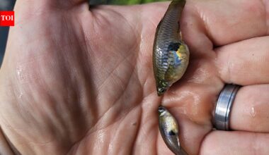 In 1905, Hawaii introduced mosquitofish to control mosquitoes; the tiny fish later became linked to declines of native damselflies and other threatened species