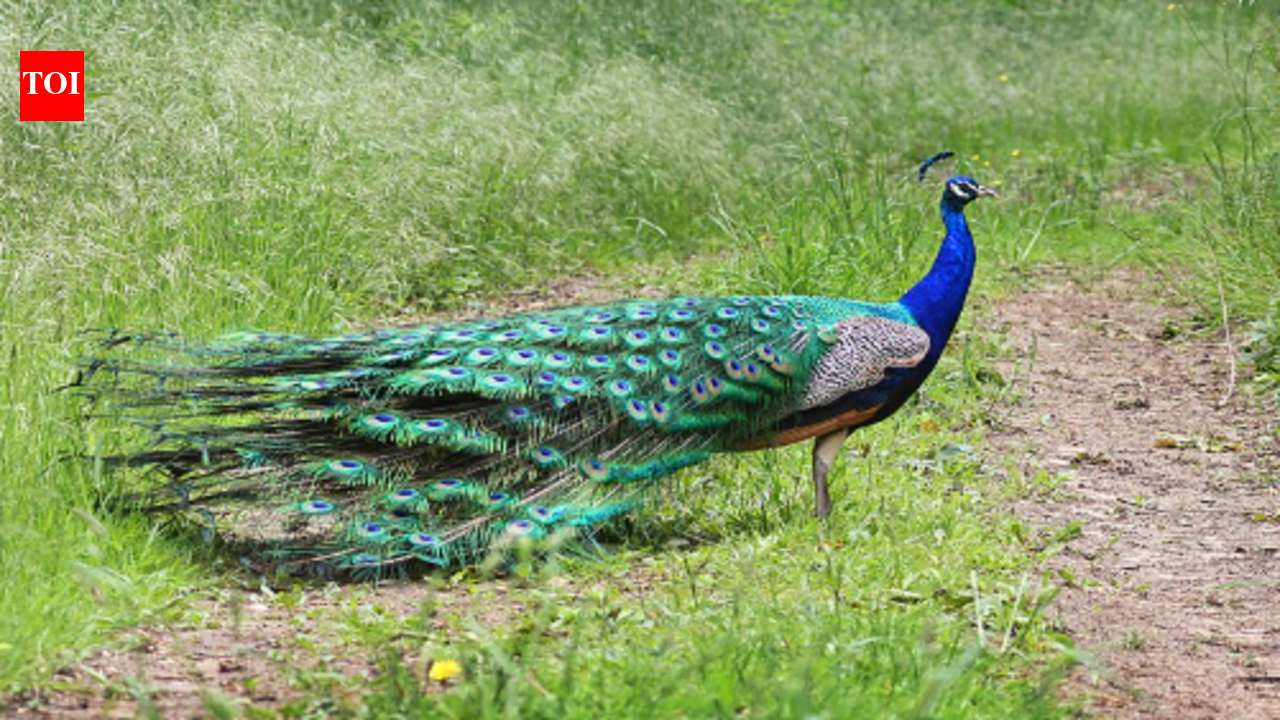 By 1969 or earlier, Japan had introduced peacocks to its southern islands as pets and zoo attractions, and escaped birds later preyed on native lizards and butterflies | World News