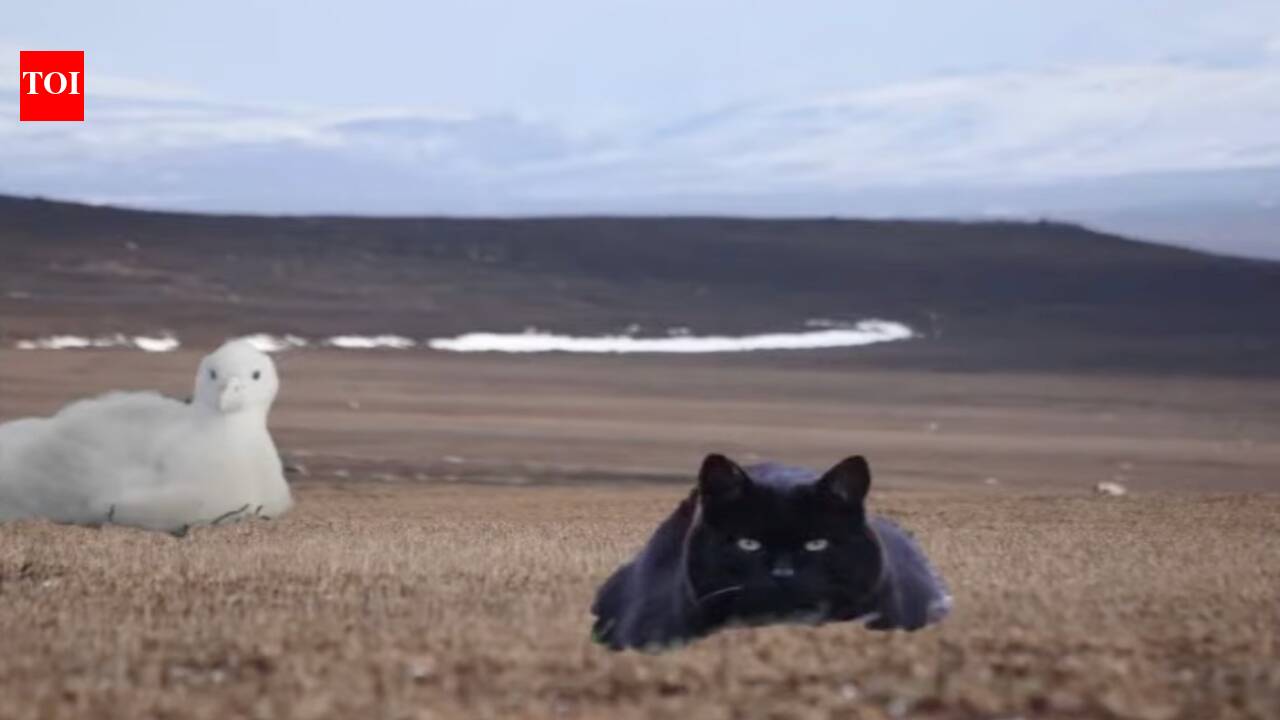 Feral Cats on Kerguelen Island: A Predatory Disaster for Wildlife | World News