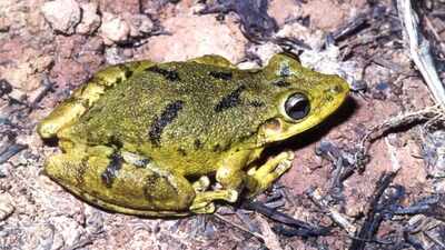 In the late 1990s, a tree frog apparently reached the Galápagos in cargo; it later established populations on multiple islands, where its ecological impact remains under study