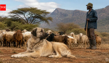 In 1994, a Cheetah scientist began giving African farmers guard dogs; livestock losses fell by as much as 80–100%, reducing pressure to kill predators | World News