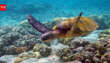 In the 1950s, Japan imported American turtles as pets and released adults, which later spread through waterways and may have competed with native turtles | World News