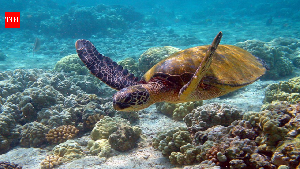 In the 1950s, Japan imported American turtles as pets and released adults, which later spread through waterways and may have competed with native turtles | World News
