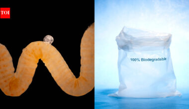 Nature invented biodegradable plastic millions of years ago and animals have been eating it ever since; scientists now think it could offer a clue to Earth’s plastic crisis