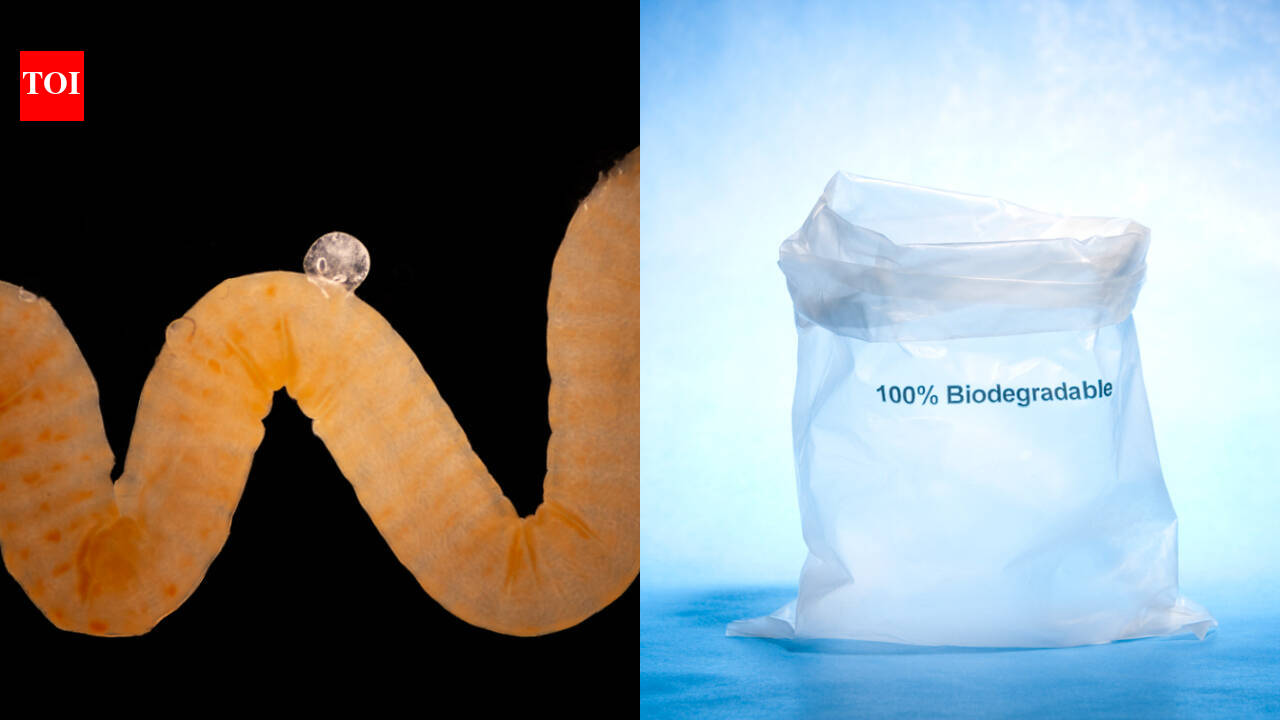 Nature invented biodegradable plastic millions of years ago and animals have been eating it ever since; scientists now think it could offer a clue to Earth’s plastic crisis