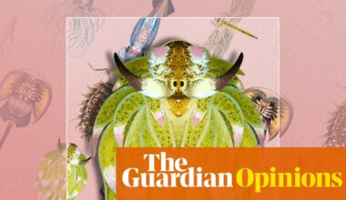 Humans have learned to fear ‘bugs’, but we shouldn’t – life as we know it hinges on invertebrates | Chris Packham