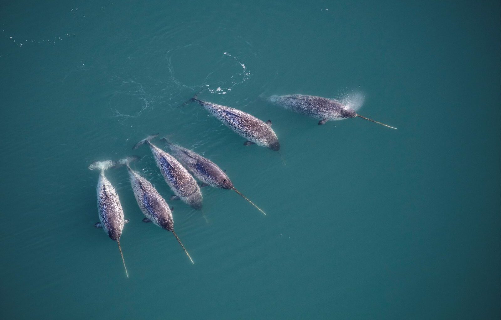 Narwhals Sport Iconic Straight, Spiraled Tusks. Scientists Just Uncovered Some of the Eye-Catching Feature's Structural Secrets