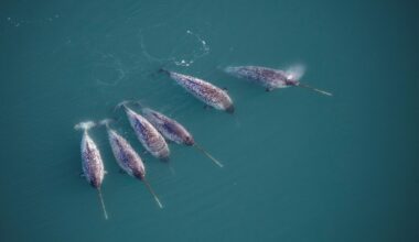 Narwhals Sport Iconic Straight, Spiraled Tusks. Scientists Just Uncovered Some of the Eye-Catching Feature's Structural Secrets
