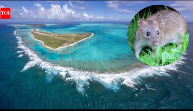 Midway Atoll eradicated invasive rats after Bonin petrels had fallen to fewer than 5,000 nesting pairs; by 2008 the seabird colony had rebounded to more than 135,000 pairs