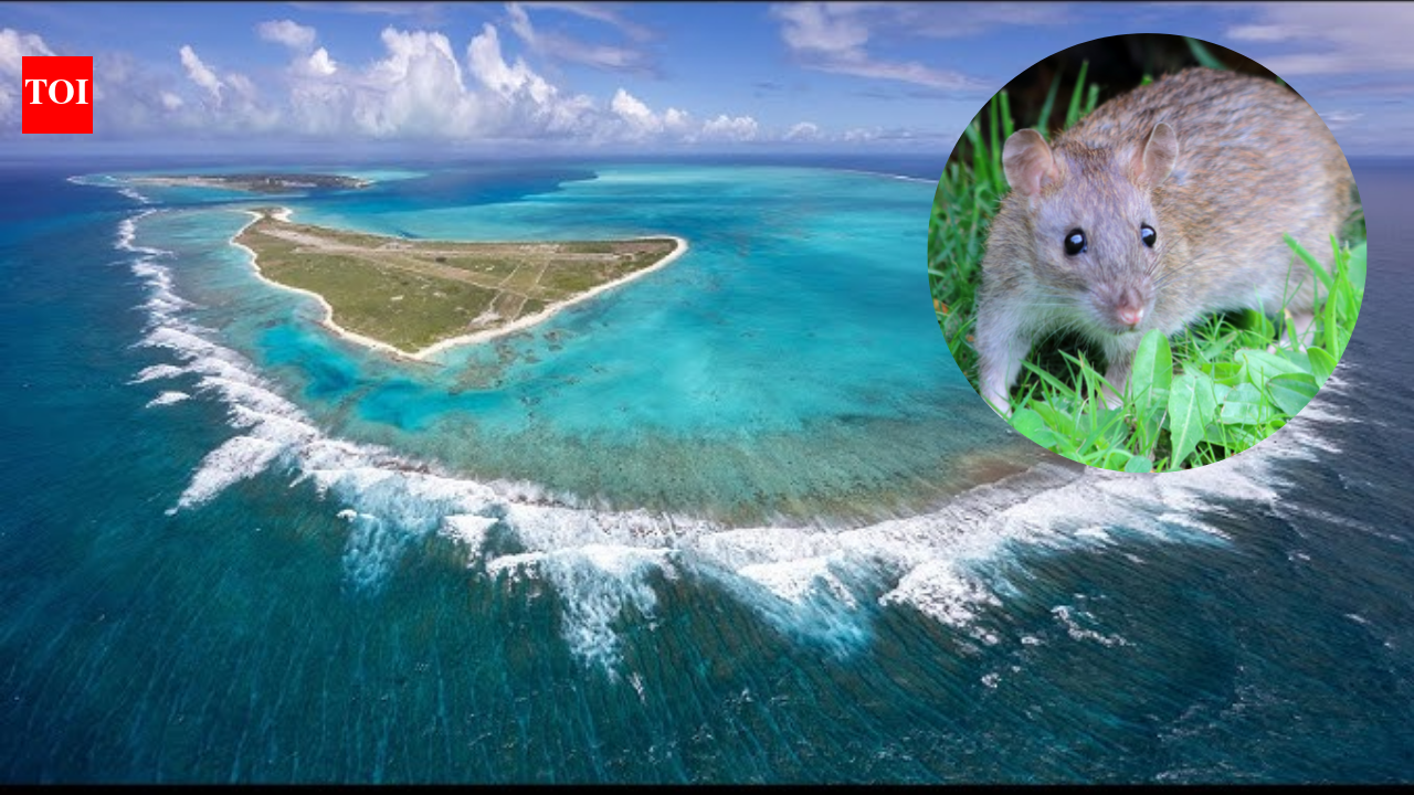 Midway Atoll eradicated invasive rats after Bonin petrels had fallen to fewer than 5,000 nesting pairs; by 2008 the seabird colony had rebounded to more than 135,000 pairs