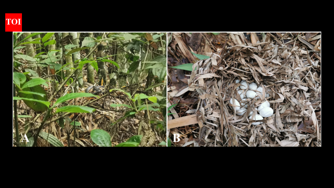 residents in china found three king cobra nests; scientists saw two cobras guarding one with 72 eggs | World News