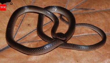 A new snake species discovered in the jungle has been named after Guns N’ Roses guitarist Slash; here’s why scientists chose the rock star’s name