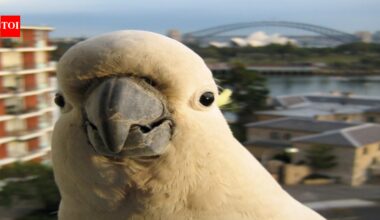 In 2021, National Geographic reported that Sydney cockatoos can pry open garbage bins; by the end of 2019, the learned trick had spread across 44 suburbs | World News