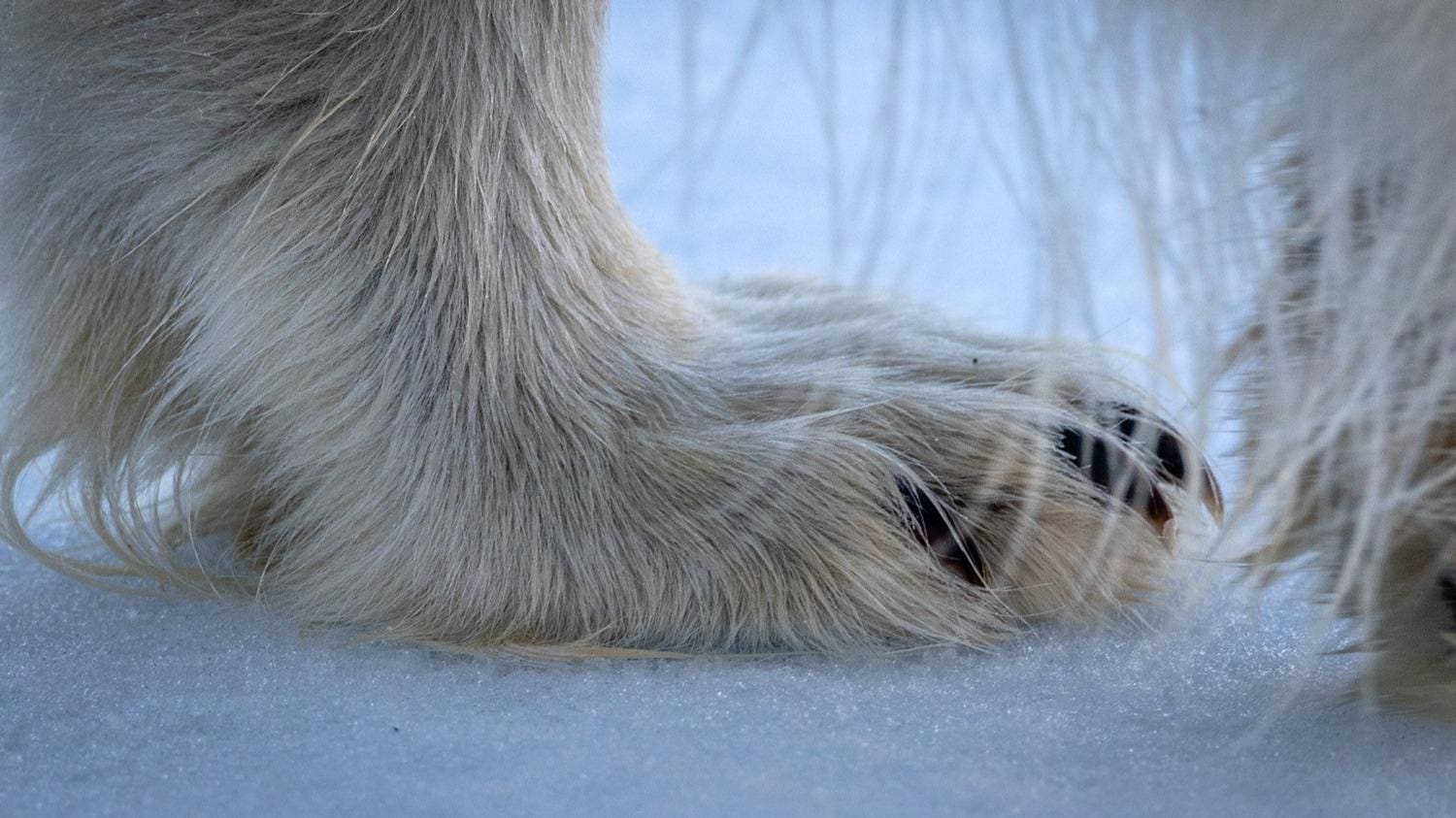 The Arctic Through The Lens Of Photographer Piet Van Den Bemd