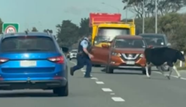 'Only in New Zealand': Runaway cow dodges cop, halts traffic on SH1