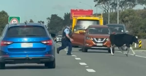'Only in New Zealand': Runaway cow dodges cop, halts traffic on SH1