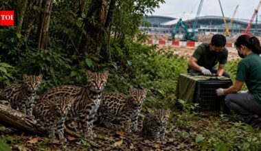 After months of tracking, volunteers found five leopard cats breeding in Changi’s forest, but Terminal 5 construction is forcing them to relocate |