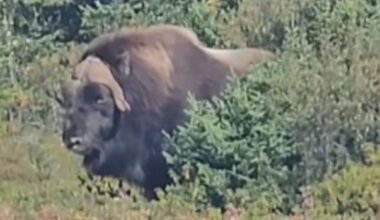 Rare muskox with fur like a 'magical grass skirt' spotted in Labrador West