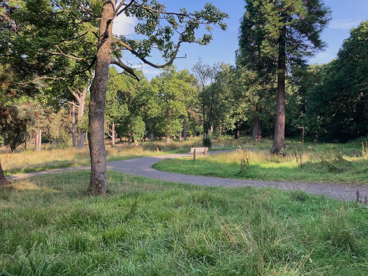 Edinburgh study finds woodland improvements reduce antidepressant use