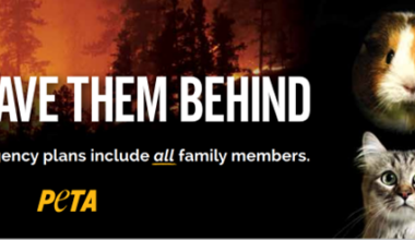 Urgent From PETA: Hawk Fire Survival Tips to Help Save Animals Amid Evacuations