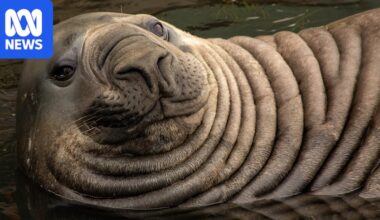 Sightings of 'Sammy' the seal lying near dead birds in Portland spark community concerns
