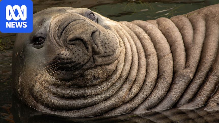 Sightings of 'Sammy' the seal lying near dead birds in Portland spark community concerns