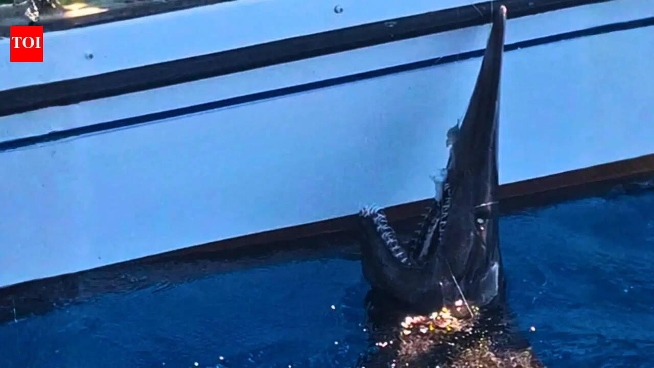 In 2024, fishers accidentally caught a 2.5-metre goblin shark alive off the Canary Islands, marking the first recorded live sighting of the species there |