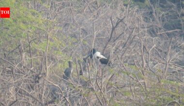 Khijadiya emerges as stronghold for black-necked stork breeding | Ahmedabad News