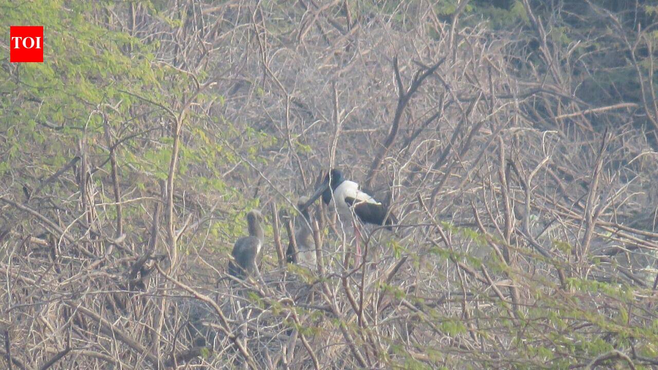 Khijadiya emerges as stronghold for black-necked stork breeding | Ahmedabad News