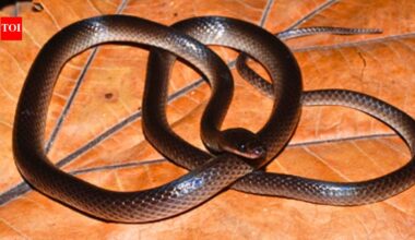New snake species named after Guns N’ Roses guitarist Slash discovered in New Guinea |