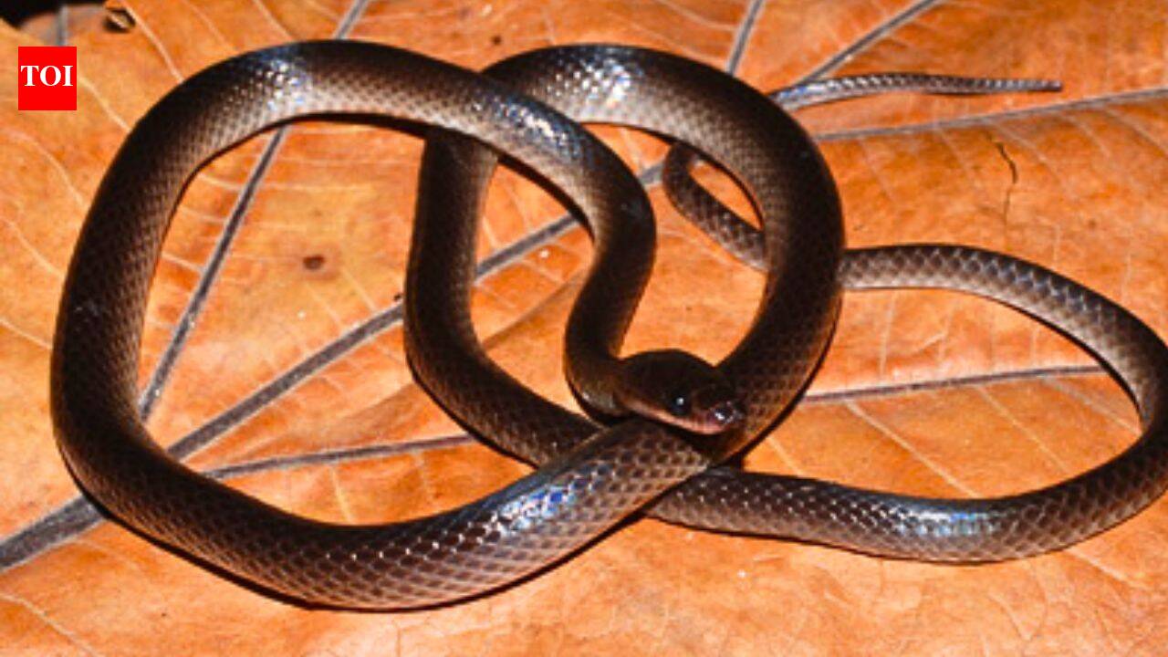 New snake species named after Guns N’ Roses guitarist Slash discovered in New Guinea |