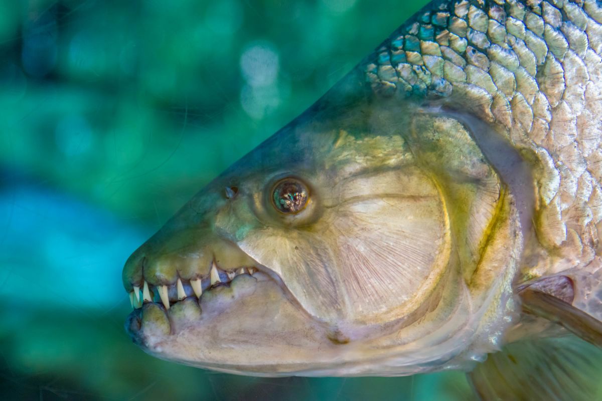 A <strong>giant tigerfish</strong> bares its dagger-like teeth. The tigerfish is among the <a href=