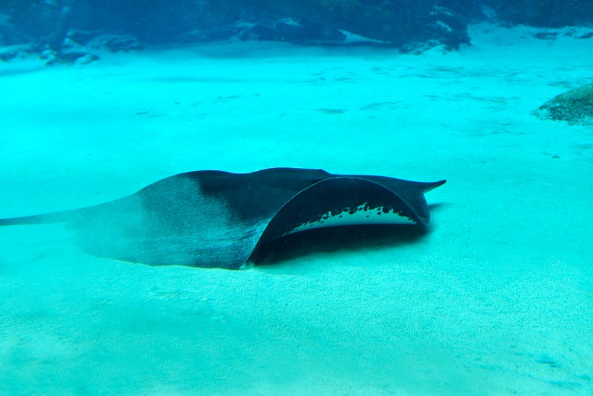 A <strong>Mekong giant freshwater stingray</strong> is pictured sliding along the bottom of sandy, blue waters. Giant freshwater stingrays can be found throughout East Asia, Southeast Asia and Australia, and some species grow up to half the length of a bus and weigh half a ton according to the <a href=