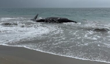 Whale beaches itself off Port Kennedy as storm brews