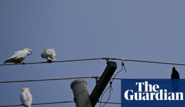 A new energy scheme gives Australians three hours of free power a day – but there could be an expensive catch | Renewable energy