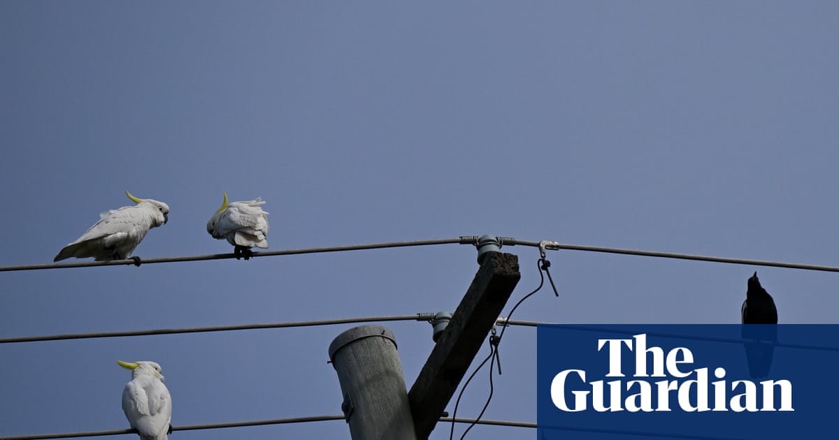 A new energy scheme gives Australians three hours of free power a day – but there could be an expensive catch | Renewable energy